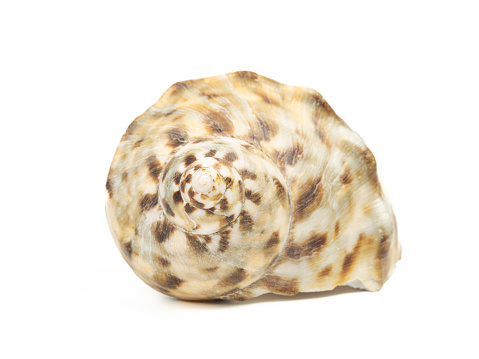 dried conch of nautilus mollusk cutout on white background