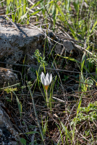 istock Blooming whitehite crocus flower close-up among green grass. 1446400564