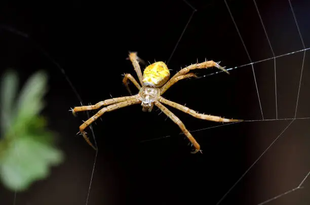 Photo of Spider wakling in the web selective focus blur background