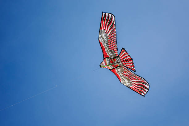 Red kite flying in a blue sky captured during golden hour.