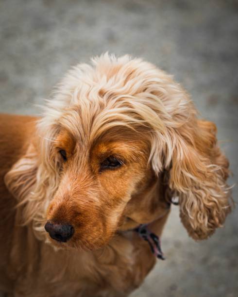 istock Closeup of a cute cocker spaniel in a garden 1446406446