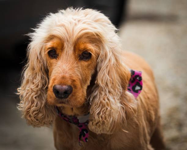 istock Closeup of a cute cocker spaniel in a garden 1446406448