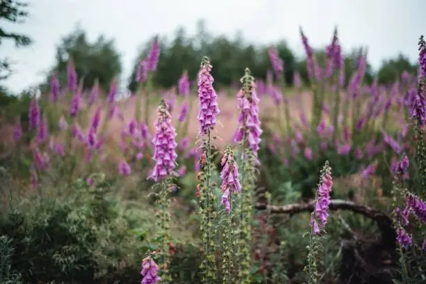A closeup shot of a field of purple foxglove wildflowers on an isolated background