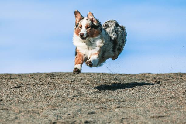 istock Australian Shepherd running and playing on the sand on a sunny day 1446407572