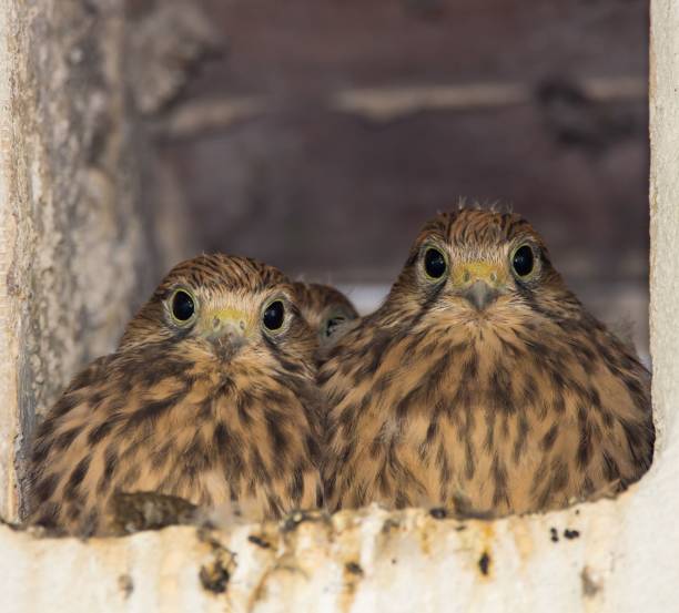 istock Young Common kestrel birds in the nest 1446407722