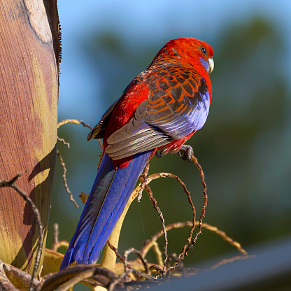 Photograph of a brightly colored Crimson Rosella (Platycercus elegans) in nature