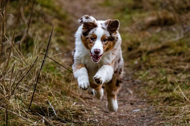 istock Playful Australian Shepard called Togo 1446408165