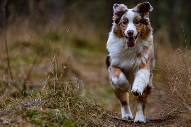 istock Playful Australian Shepard called Togo 1446408174