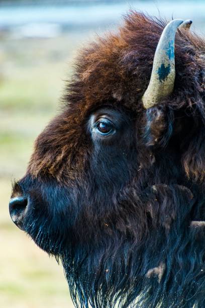 istock Vertical shot of a buffalo's head with a blurry background 1446408254