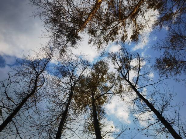 istock Low angle shot of trees in a forest 1446408540
