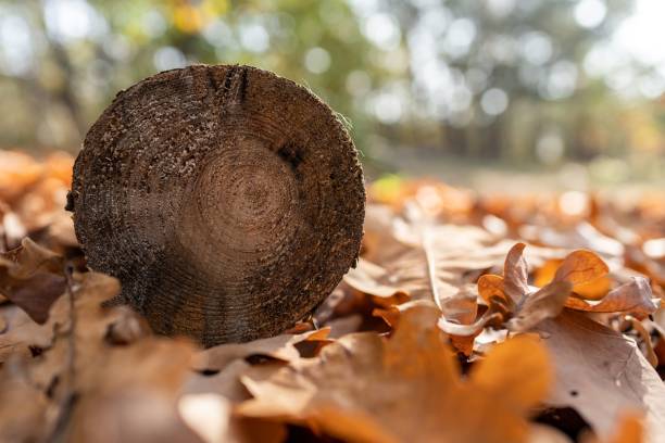 A tree trunk on the ground with autumn leaves surrounding it