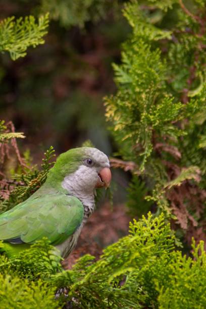 istock Portrait of a parrot perched on a green tree. 1446408935