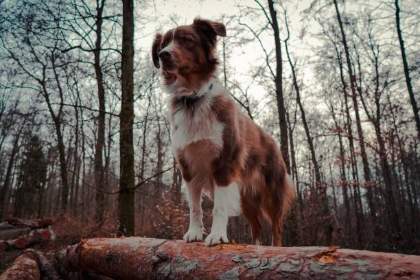 istock Low angle shot of an Australian Shepherd looking for something in the forest 1446409306