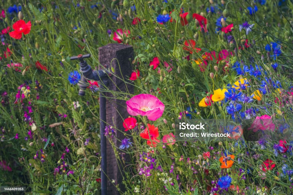 Campo Con Flores Coloridas Que Florecen A La Luz Del Día Foto de stock y  más banco de imágenes de Aire libre - iStock