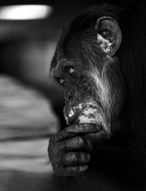 istock Vertical grayscale of a monkey with chin leaned on the hand on an isolated background 1446409428