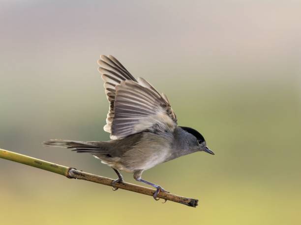 istock Side view of Eurasian blackcap with open wings perched on a thin branch ready to fly 1446409598