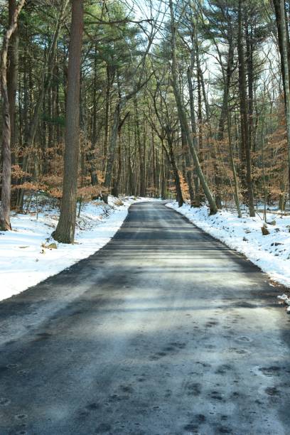 istock Vertical shot of an empty road passing through a winter forest on with tall trees 1446409762