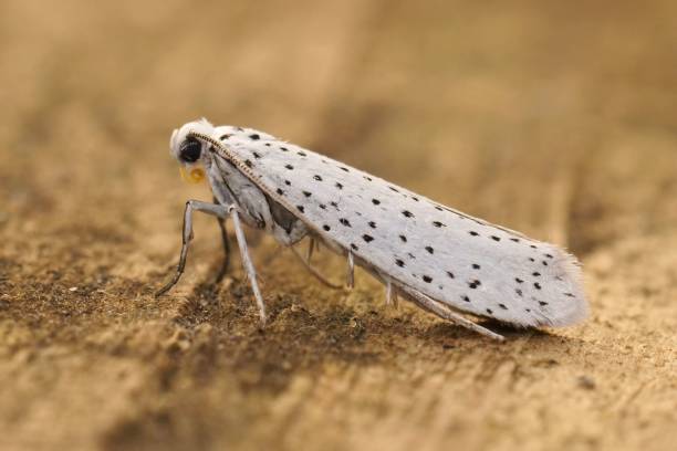 primer plano de yponomeuta evonymella moteada de blanco, armiño de pájaro-cerezo, sentado sobre madera en el jardín - insect moth nature ermine moth fotografías e imágenes de stock