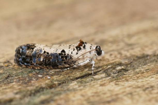 istock Detailed closeup on the White-backed Marble moth, Hedya salicell 1446410012