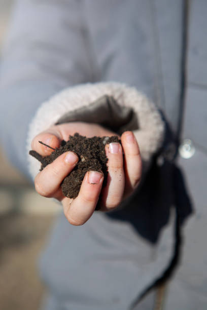 istock Little girl holding soil between her hands. 1446410096