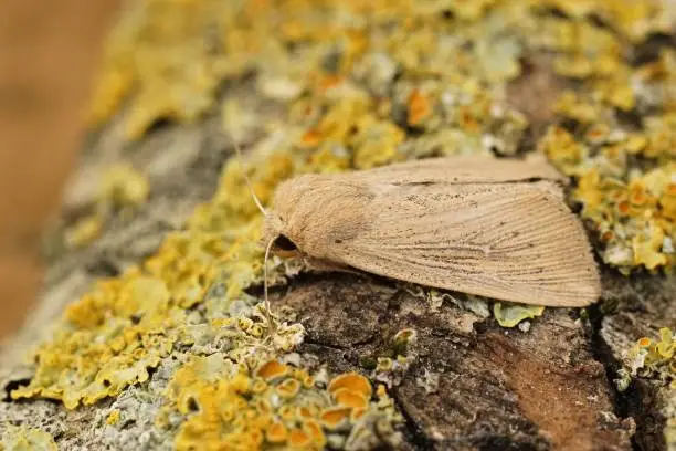Detailed closeup on the lightbrown obscure wainscot moth, Leucania obsoleta sitting on wood in the garden
