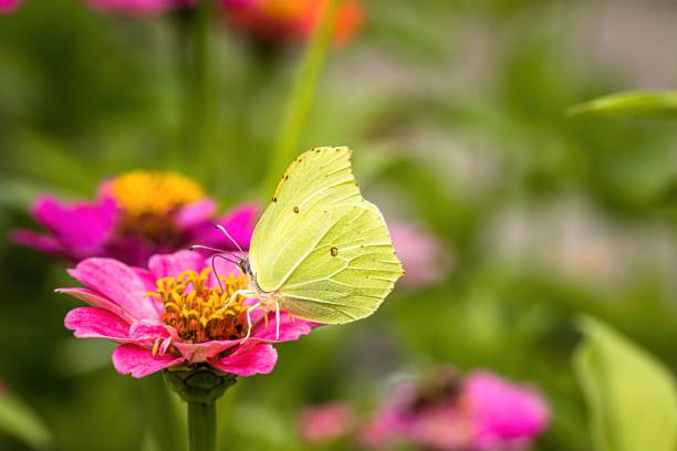 closeup shot of a brimstone butterfly perched on a pink flower in a garden in daylight - citronfjäril bildbanksfoton och bilder