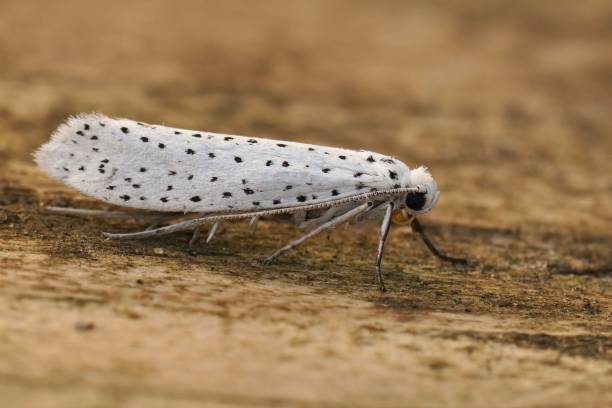 白い斑点のあるイポノメウタ・エヴニメラ、バードチェリーの接写 - insect moth nature ermine moth ストックフォトと画像