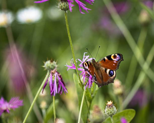 istock Peacock butterfly on a flower 1446410185