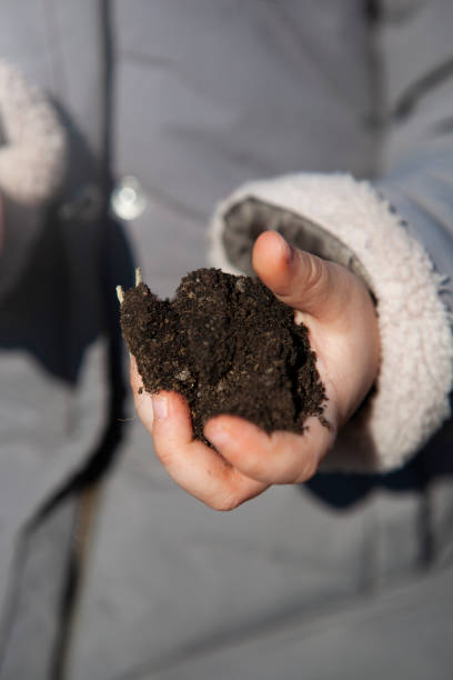 istock Little girl holding soil between her hands. 1446410211
