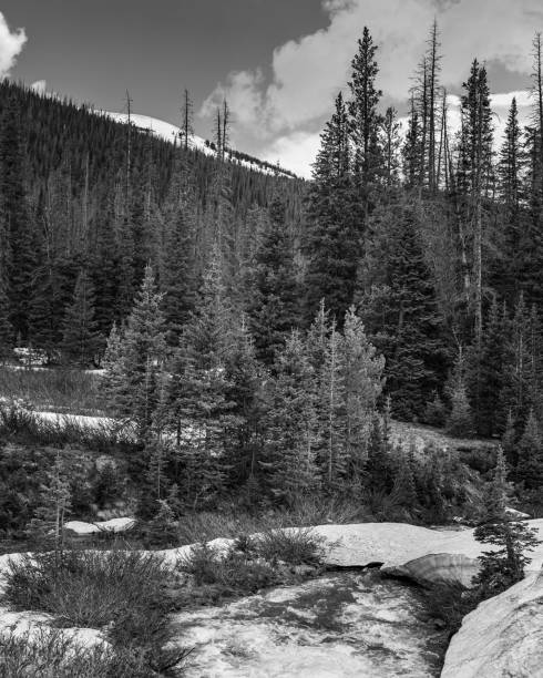 istock A forest full of tall trees in it next to a mountain 1446410489
