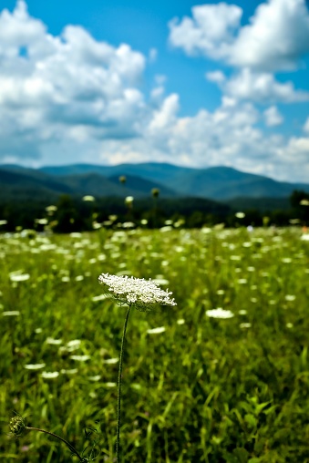 A vertical closeup of an Umbel wildflower in Cades Cove in Great Smoky Mountains National Park with a cloudscape in the background