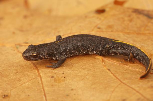istock Closeup of a Balkan crested newt on an orange leaf. 1446410575