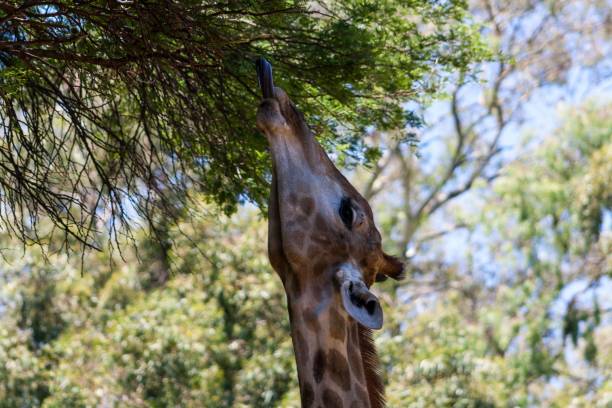 istock Closeup of giraffe eating leaves 1446410696