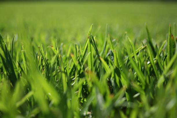 istock Selective focus shot of green grass field 1446410813