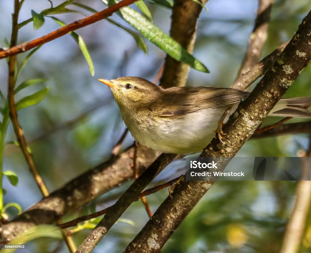 Chim Chích Sôi Sục Clamorous Acrocephalus Stentoreus Tại Bhigwan Pune Maharashtra Ấn Độ Hình ảnh Sẵn có - Tải xuống Hình ảnh Ngay bây giờ - iStock Chim Chích Sôi Sục Clamorous Acrocephalus Stentoreus Tại Bhigwan Pune Maharashtra Ấn Độ Hình ảnh Sẵn có - Tải xuống Hình ảnh Ngay bây giờ - iStock