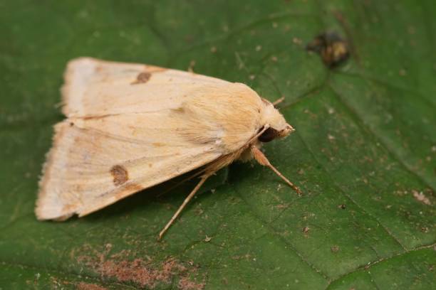 istock Closeup shot of a yellow colored bordered straw moth on the green leaf 1446411073