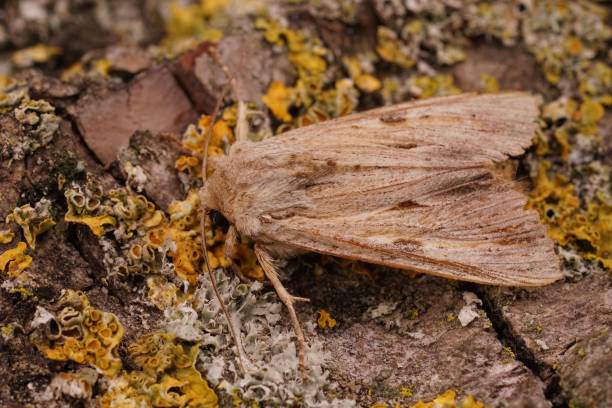istock Closeup shot of a yellow colored bordered straw moth on the green leaf 1446411080
