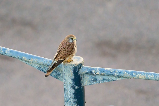 A closeup of a kestrel perched on rustic blue pole with blurred background