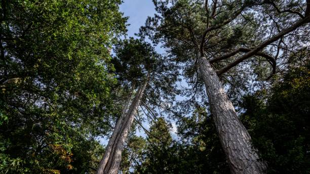 istock Low angle shot of tall redwood pine trees 1446411274