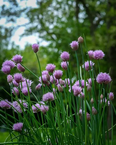 Photo of Closeup shot of Chives flowers in a green garden