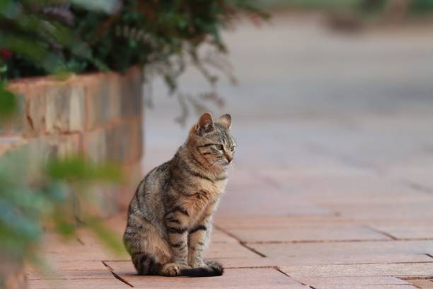 istock Adorable striped tabby cat standing on a road 1446411485