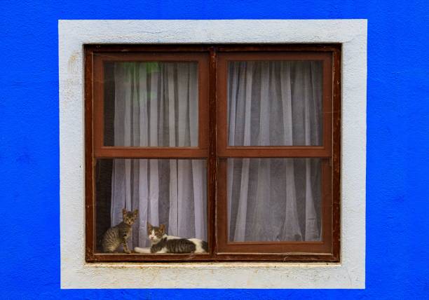 Wooden window frame on blue-painted wall. Two adorable kittens resting on a windowsill in the background
