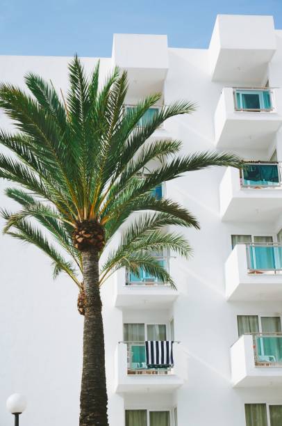 istock Vertical shot of a palm tree on a white building background on a sunny day 1446412186