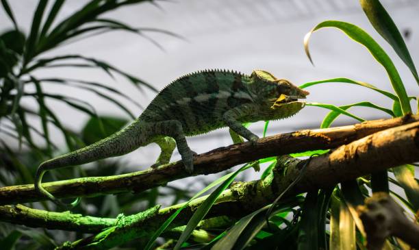istock Closeup of a panther chameleon (Furcifer pardalis) walking on a tree branch 1446412302