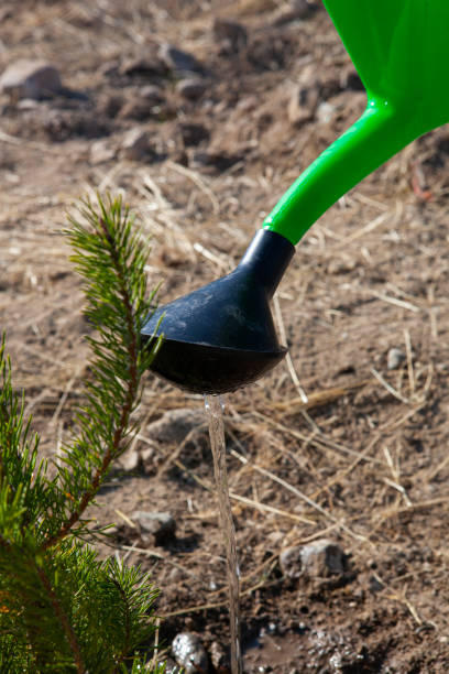 istock Little girl watering pine tree at backyard. 1446412572