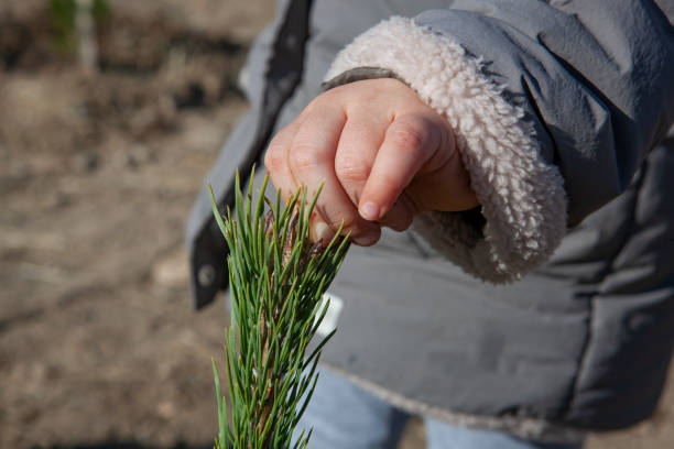 istock Little girl preparing pine tree for christmas 1446412646