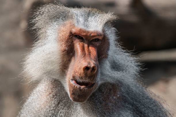 istock Selective focus of a cute baboon monkey smiling in its habitat 1446412647