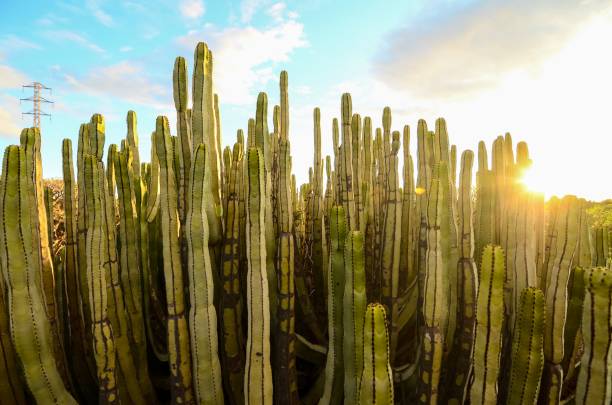 istock Calm Cactus Desert Sunset , digital , photo, image 1446412793