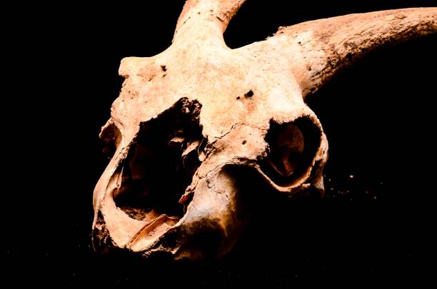 istock Dry Goat Skull with Big , digital , photo, image 1446412910