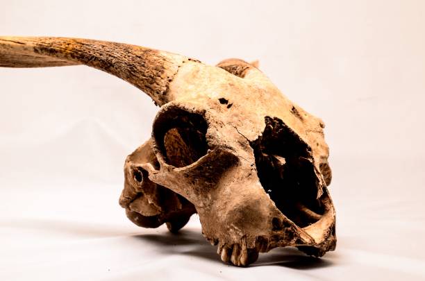 istock Dry Goat Skull with Big , digital , photo, image 1446412920